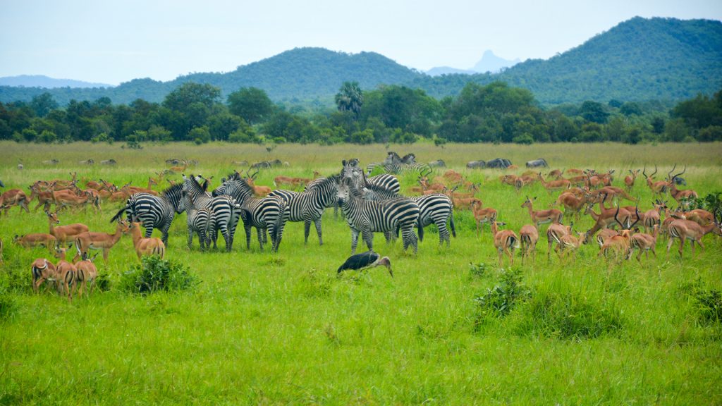 Savannah-Landscape-Large-Herd-Impalas-Zebras-Marabou-Mikumi-National-Park-Tanzania