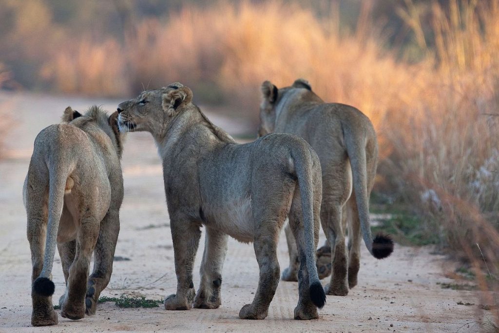lions-in-mikumi-park