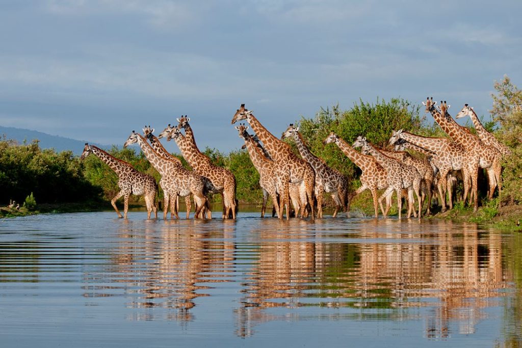 selous-giraffe-river-reflections-rr