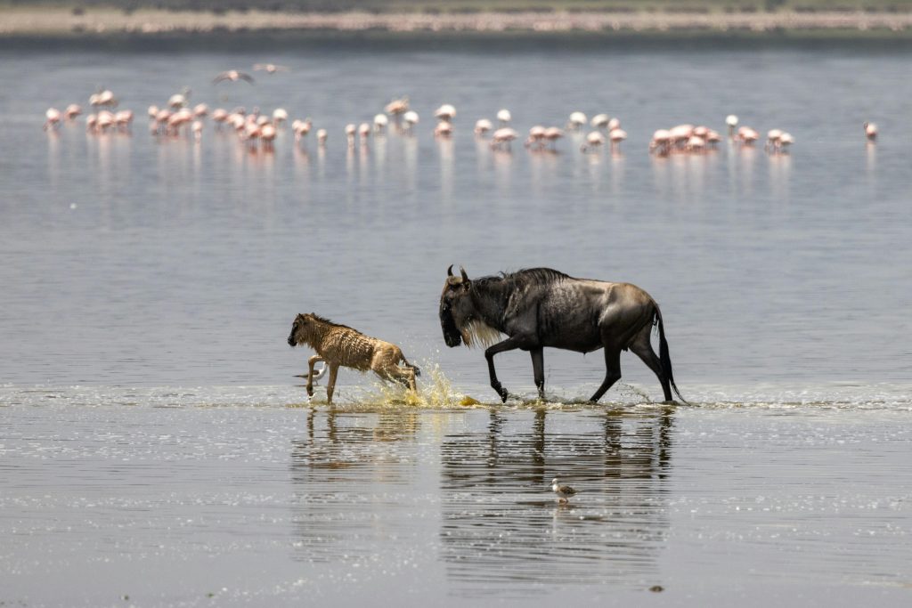 Serengeti National Park